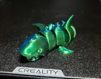 curled shark-3