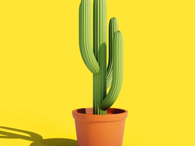 plante d'aloès