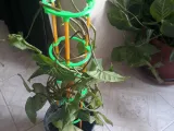 Climbing trellis plant support-3