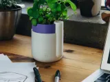 FlowerPOT-0