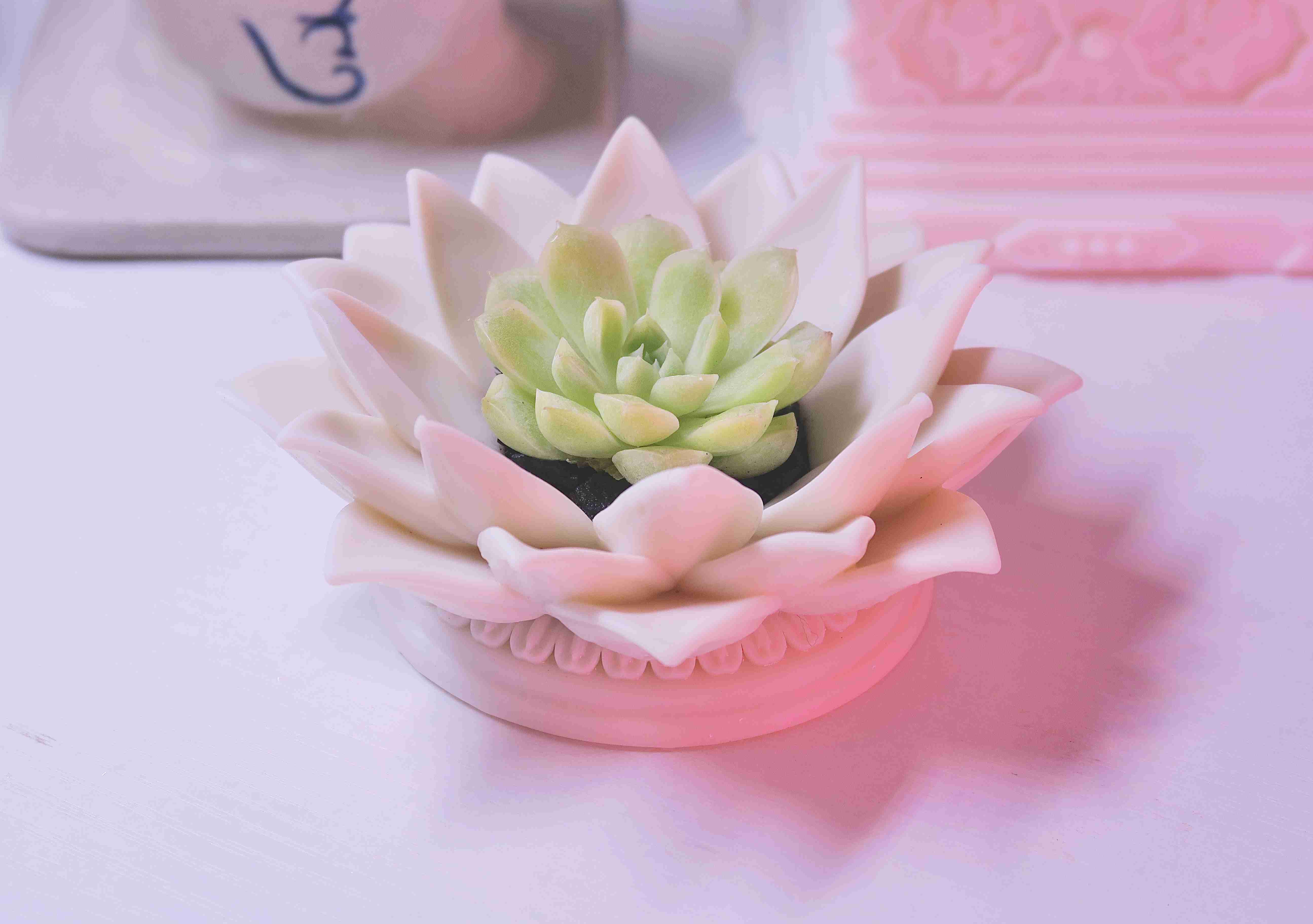 lotus-pot-for-succulents-3d-models-download-creality-cloud