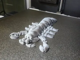Mantis Shrimp