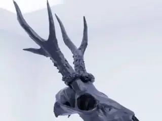 Gazelle Skull