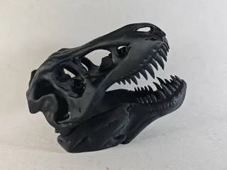 craneo t rex