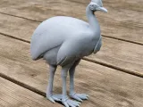 Cassowary-0