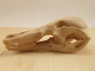 Platypus Skull