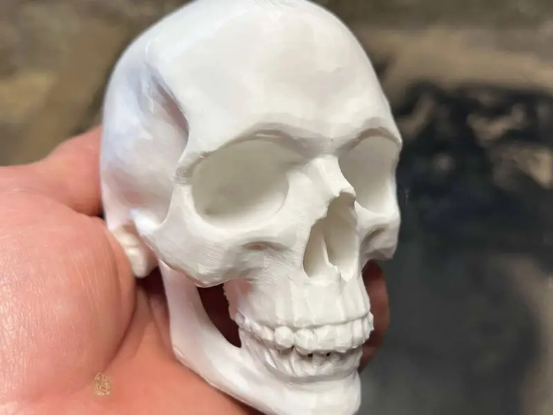 Realistic human skull