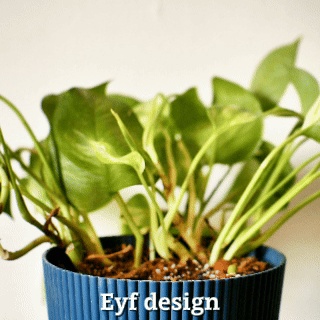 摩艾植物守护者
