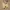 Dog Breeds Collection #28 - Shih Tzu
