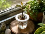 Avocado Germinator v1-0