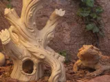 Twisted Driftwood Decor Hide for Cage or Tank-0