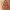 ARBOL DE NAVIDAD MICKIE MOUSE