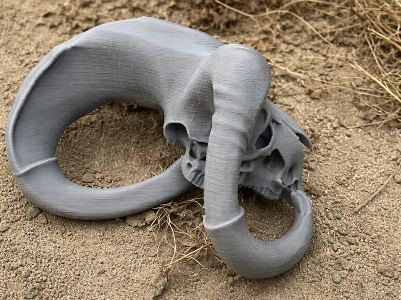 Bighorn Sheep Skull