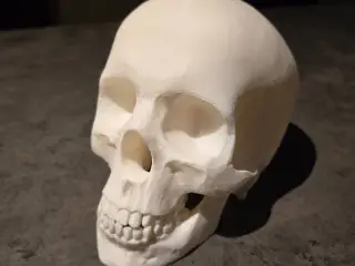 Scull | Schedel