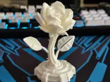 Cyber Rose-0