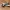P-40 Warhawk Plane
