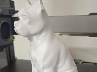 Boston Terrier