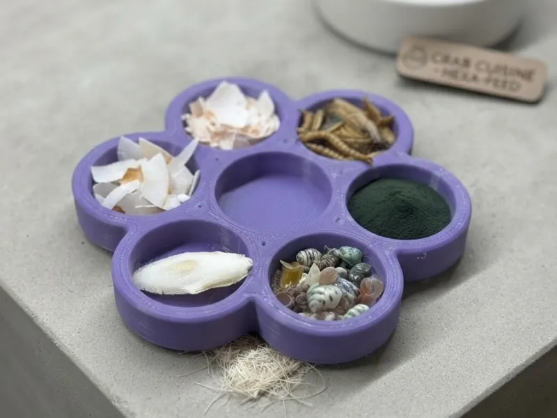 Hermit Crab_Food Dish