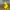 Angry Banana - Moody Bananas