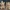 This charming Highland cow bride and groom set captures the