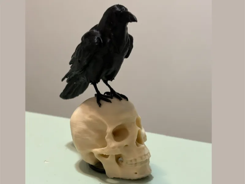 Corvo empoleirado no topo de um crânio humano