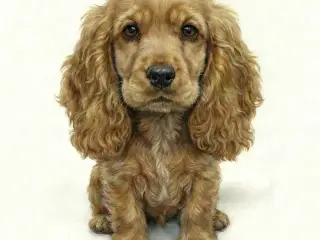 Cartoonished Cocker Spaniel Dog