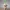 Bobblehead Sims Cat Meme - Ultimate version