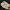 Zander / Pikeperch Fish Skull – Animal Skull Imitation