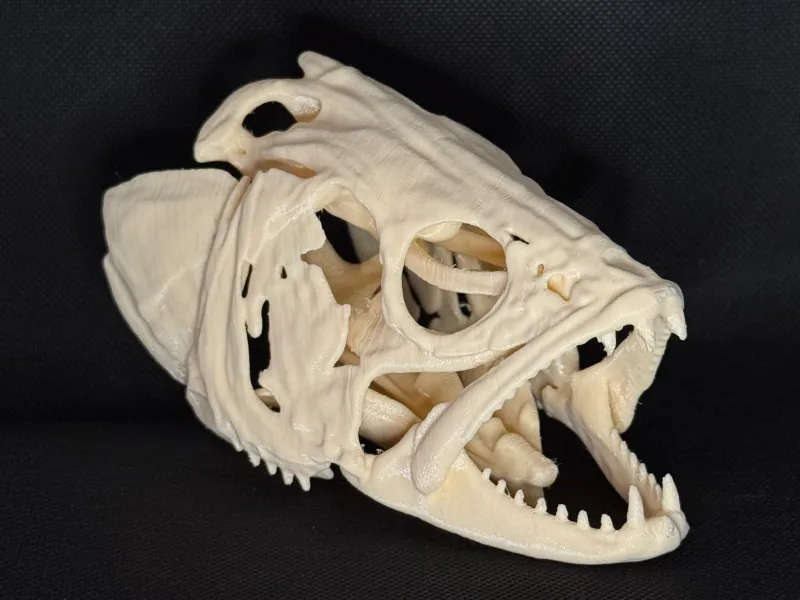 Zander / Pikeperch Fish Skull – Animal Skull Imitation