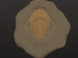 trilabite fossil -0