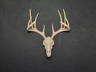 HUNTING TROPHY - DEER