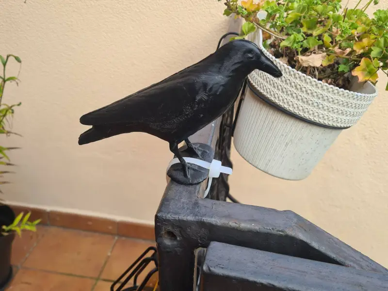 crow, bird of prey