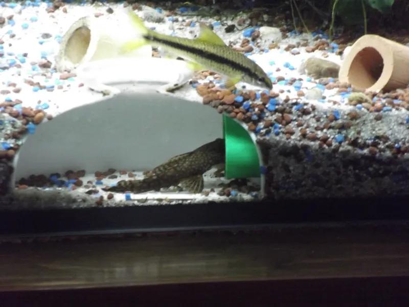 Sistema de túneles modular para acuario (ampliable)