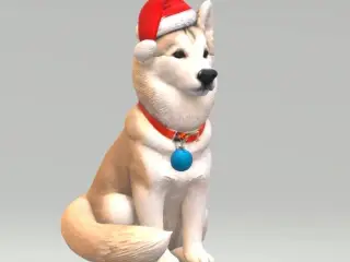 Jesse's husky