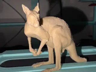 Kangaroo