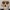Australopithecus afarensis Skull - Educational Model & Stand