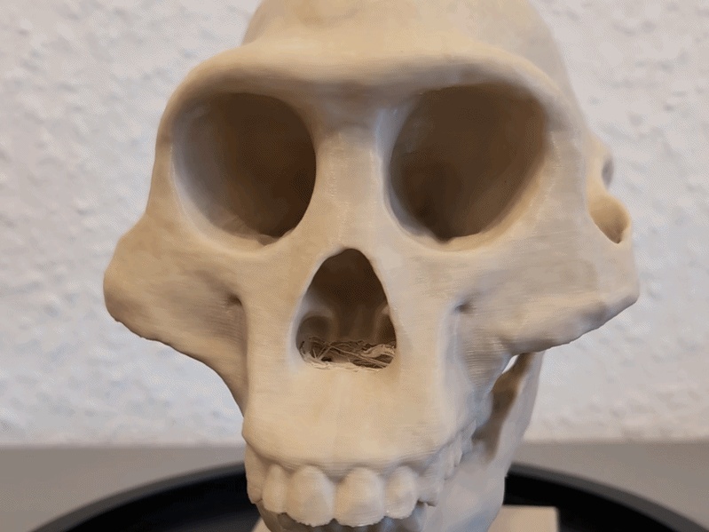 Australopithecus afarensis Skull - Educational Model & Stand