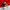 Giant Jumping Spider Santa