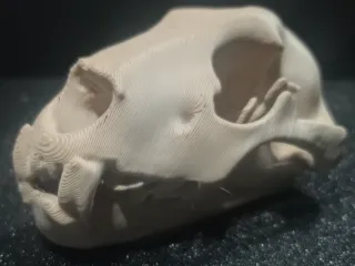 Lion Skull