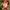 Gnome Endormi