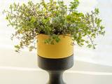 Planter with Hidden Compartment-0