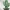 Portagioie a Cactus 3D