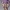 RATTATA-DESPIECE-NOAMS