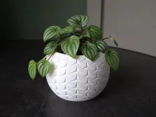 Geometric Planter Pot for Plants