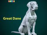 Great Dane dog model - German Mastiff dog statue - 3D print-0