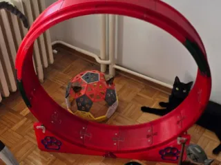 cat exercise wheel
