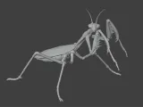 Insect Mantis Assembly Model-0