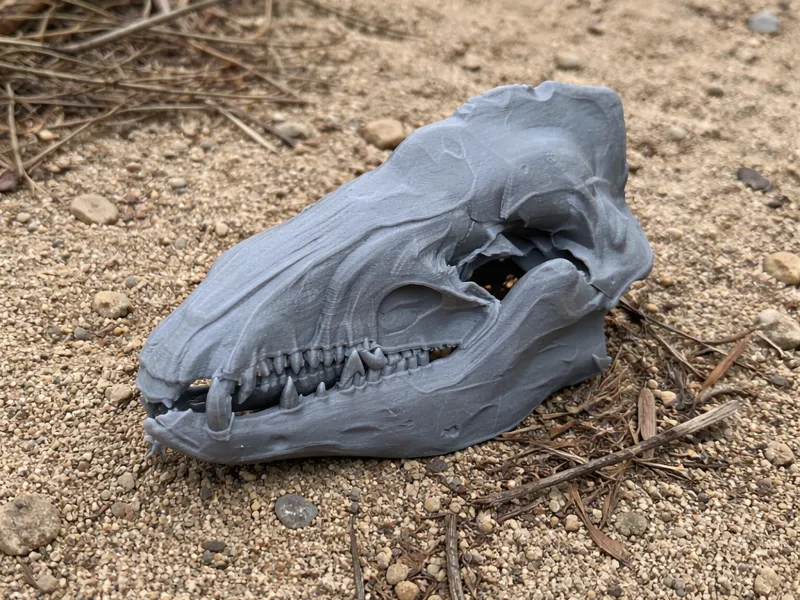 Common Tenrec Skull