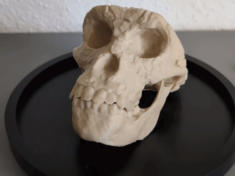 Crâne de Sahelanthropus tchadensis - Modèle éducatif 🦴💀