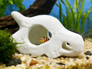 Caracara Skull Dodge House卡拉卡拉头骨躲避屋